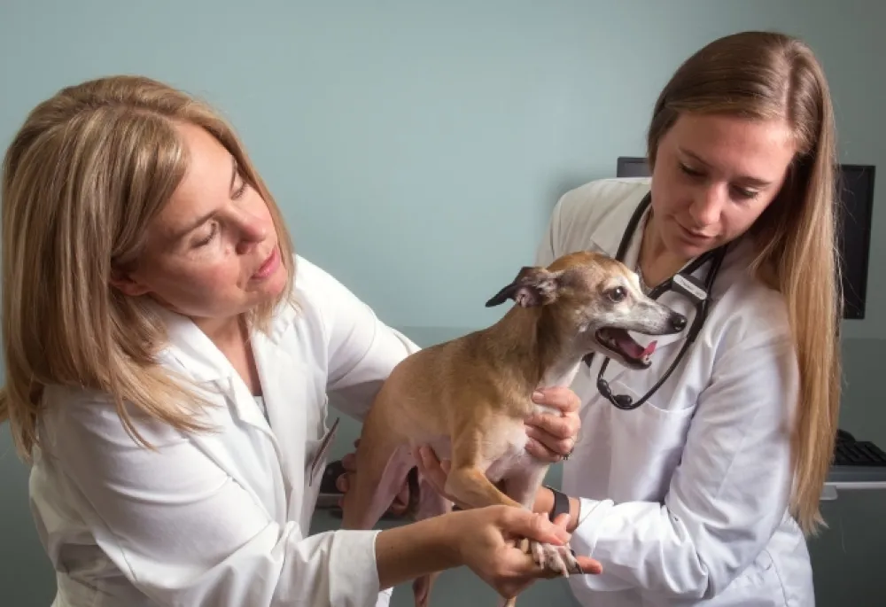 Two blonde women veterinarians leaning over and caring for a small panting short haired dog.