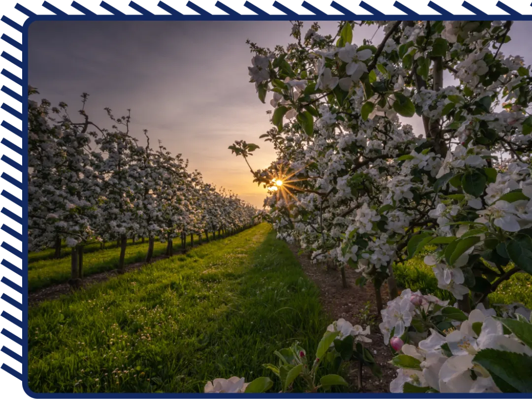 Image of trees blossoming in the State of Georgia